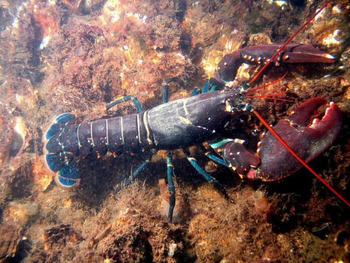 Foto Ilustrasi Lobster.