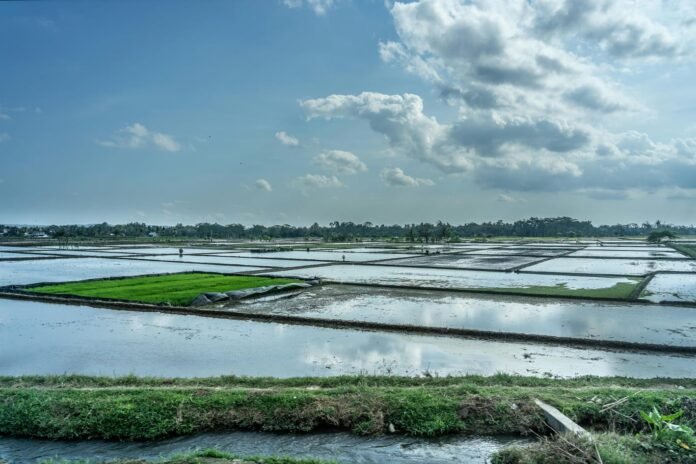 BSIP Kaltim Dorong Program Irigasi Pertanian Untuk Meningkatkan Produksi Pangan