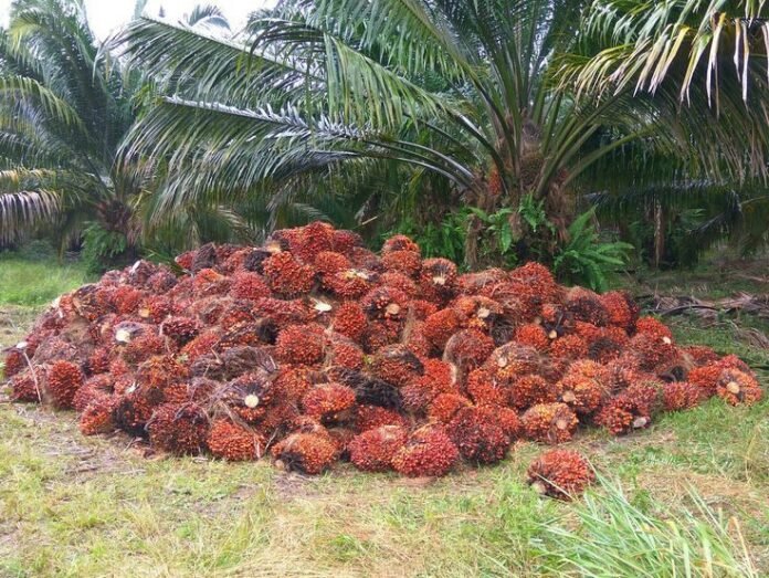 WhatsApp Image 2025-07-05 at 23.41.32_c3d493ce